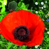 Не цветок, а "маяк" :: Ольга Довженко