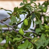 Будет слива :: Валерий Иванович