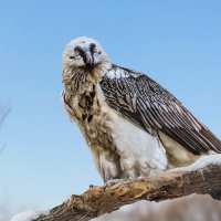 Бородач :: SanSan 