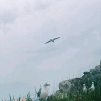 Чайки на озере Торайгыр :: Георгиевич 