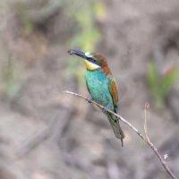 щурки :: юрий макаров щурки :: юрий макаров