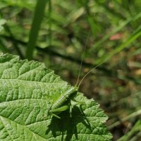 ** :: Зоя Мишина ** :: Зоя Мишина