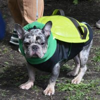 Москва. Парад французских бульдогов в усадьбе «Воронцово». :: Наташа *****