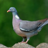 вот и вяхирь ... :: Andrey Bragin 