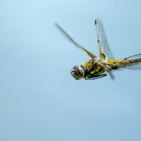 В полете. :: Владимир Безбородов