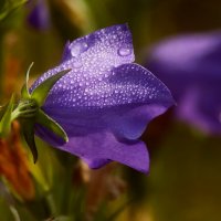 Утро колокольчика :: Юрий. Шмаков