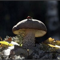 ..Все любят грибы :: Aleksandr Gal