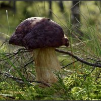 Мечта грибника.... :: Aleksandr Gal