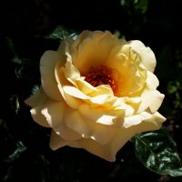 Наши розы :: Валентин Семчишин Наши розы :: Валентин Семчишин