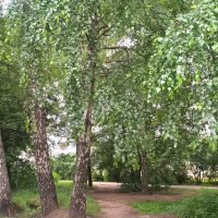 Мой березовый край :: Елена Семигина Мой березовый край :: Елена Семигина