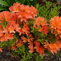 Без цветов жизнь не интересна :: Anna-Sabina Anna-Sabina Без цветов жизнь не интересна :: Anna-Sabina Anna-Sabina