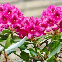 ЭТЮД... :: Elvira E. 