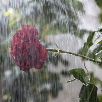 И в непогоду красива... :: Валерий Басыров