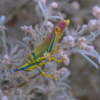 Многоцветный кузнечик :: Георгий А