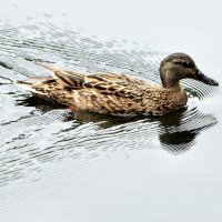 Движение вперед... :: Анатолий Анищик Движение вперед... :: Анатолий Анищик