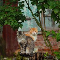 ... :: Елена Сиднина ... :: Елена Сиднина