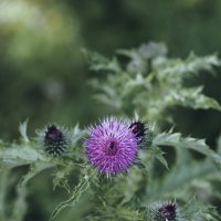 Колючка :: Эдуард Куклин Колючка :: Эдуард Куклин