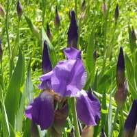 Ирис :: Freddy 97