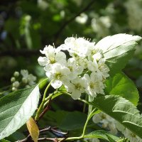 Весеннее цветение :: Freddy 97