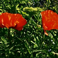 Летние этюды 17 :: Алексей Кузнецов