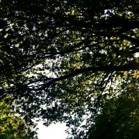 Летние этюды 20 :: Алексей Кузнецов