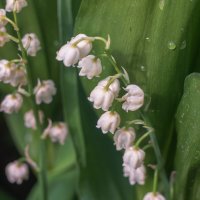 Ландыши :: Сергей Ц