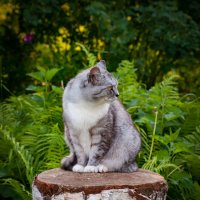 Муся, на пенёчке. :: Анатолий Нецепляев Муся, на пенёчке. :: Анатолий Нецепляев