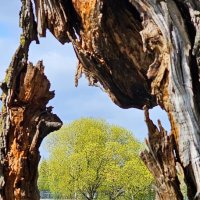 Весна в Петропавловском парке. :: Михаил Свиденцов