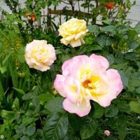 Ростовские цветники :: Нина Бутко