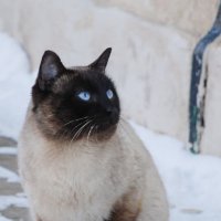 кот :: Роман Шаров