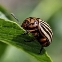 Скоро на всех картофельных кустах страны! :: Лилия * Скоро на всех картофельных кустах страны! :: Лилия *