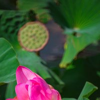 лотосы(Село Быковка) :: Александр Леонов