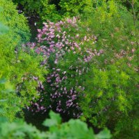 Вечер. Сирень... :: Юрий Куликов