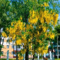 Цветущий бобовник :: Галина Бобкина