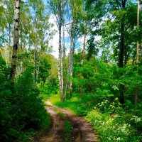 Тропинка в лето :: Галина Бобкина