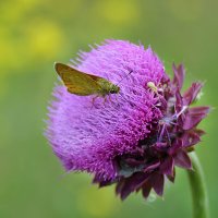 *** :: Надежда Куркина 