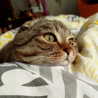 Мордочка :: светлана льдокова