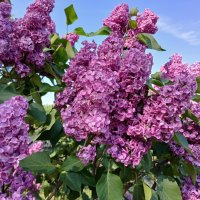 Шикарная сирень. :: Лия ☼