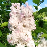 Сирень :: Сапсан 