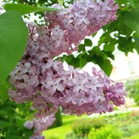 Сирень :: Сапсан 