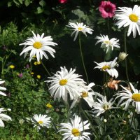 Ромашки бывают разные. :: Ирина ***