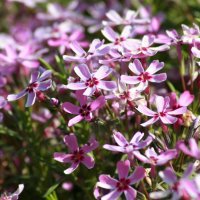 Флокс шиловидный :: Нэля Лысенко