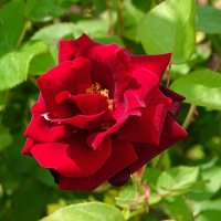 Лето и цветы :: Милешкин Владимир Алексеевич Лето и цветы :: Милешкин Владимир Алексеевич