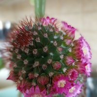 И даже кактус цветёт буйным цветом... :: Pippa 