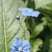 Незабудки :: Pippa 