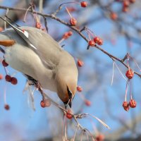 Свиристель. :: Виктор Иванович Чернюк
