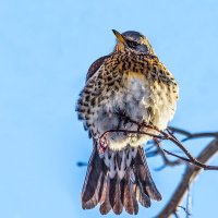 Дрозд :: SanSan 