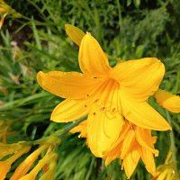 Лилейник :: Любовь Сахарова Лилейник :: Любовь Сахарова