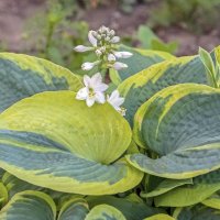 Вот и хоста зацвела :: Валерий Иванович