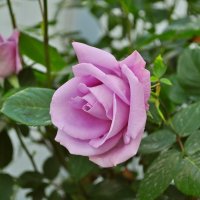 Роза :: Vladimir Lisunov